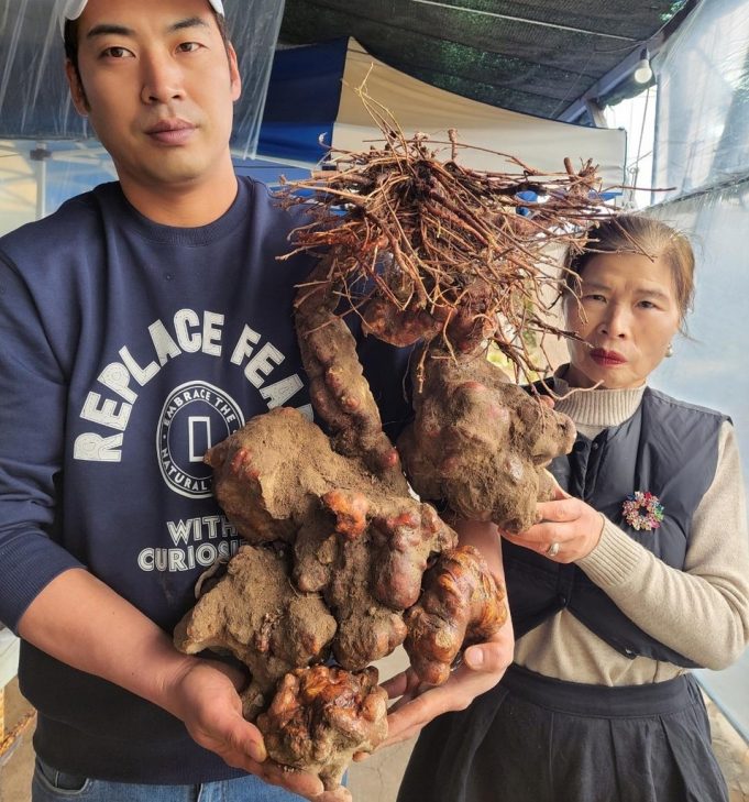 밀양서 180년 묵은 12㎏ 초대형 ‘하수오’ 발견…”역대급 대물”