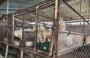 ‘개 식용 혐오’ 여론에 막힌 미국행…인천 청소년 연수 무산