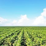 포스코인터내셔널, 인니 국영 농업기업과 팜 사업 추진