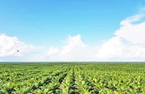 포스코인터내셔널, 인니 국영 농업기업과 팜 사업 추진