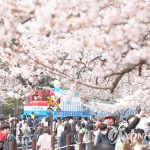 ‘활짝 핀 벚꽃’…마스크 없이 봄내음 만끽하는 상춘객