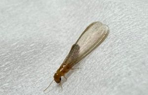 ‘강남구 주택’ 흰개미, 주변 확산 흔적 없어…253마리 박멸