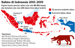 서부 칼리만탄과 NTT 지역, 광견병 피해자 급증… 발리도 주의해야