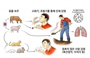 “치명률 높은 인수공통감염병 ‘큐열’, 한국도 안전지대 아냐”