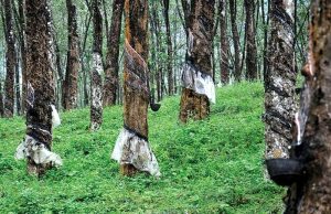 ‘세계2위’ 고무수출국 인니, 기후변화로 5년새 수출량 30% 감소