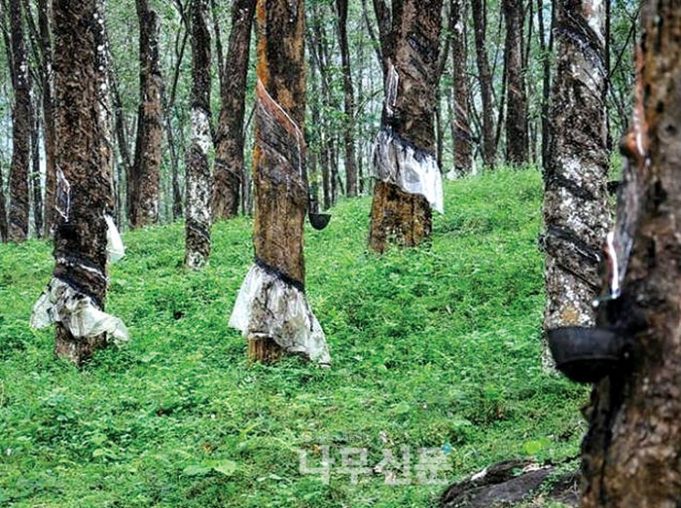 ‘세계2위’ 고무수출국 인니, 기후변화로 5년새 수출량 30% 감소
