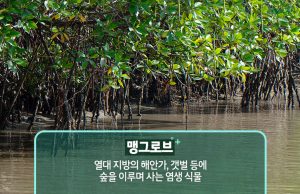 월드비전, 수라바야 맹그로브 복원 지속 가능한 어업 모델 도입