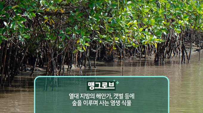 월드비전, 수라바야 맹그로브 복원 지속 가능한 어업 모델 도입