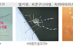 한국 해외여행 늘자 작년 모기매개 감염병 2배로 늘어… 인도네시아 주의국