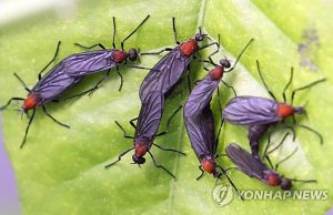 ‘곤충 대발생’…뜨거워진 지구·무너진 생태계가 부추겨