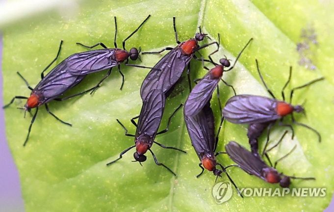 ‘곤충 대발생’…뜨거워진 지구·무너진 생태계가 부추겨