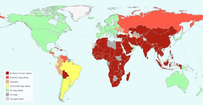 세계 공수병의 날…”해외여행 시 개 물림 조심하세요”