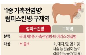 한국 럼피스킨병 발생 열흘째 50건 넘어…확진 사례 더 늘어날 듯