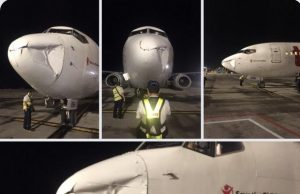 한국서 5년간 ‘버드스트라이크’ 500건 발생…회항 사례도 6건