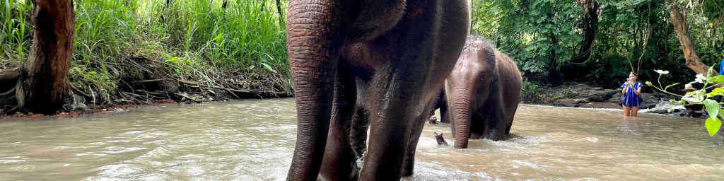 ▲아프리카 숲 코끼리 Gajah Hutan Afrika