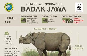 멸종위기 코뿔소 뿔 1g당 3천500만 루피아에 판 밀렵꾼 체포