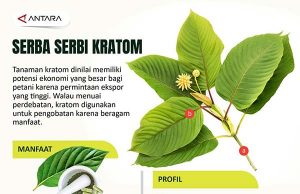 ‘마약성 식물’ 크라톰 오염 논란으로 수출규제