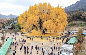 사진으로 보는 단풍 맞이… 가을빛 반계리 은행나무