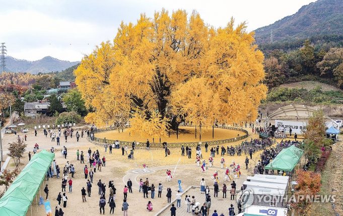사진으로 보는 단풍 맞이… 가을빛 반계리 은행나무