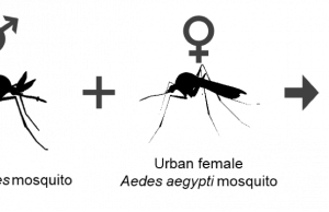 뎅기열 환자 급증에…자카르타에 ‘불임 모기’ 방사키로