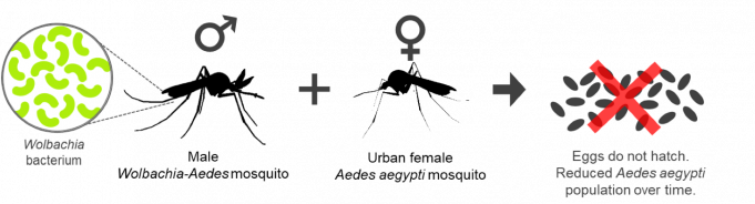 뎅기열 환자 급증에…자카르타에 ‘불임 모기’ 방사키로