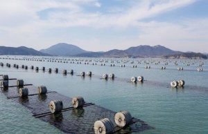 한국 ‘김’ 수출 7억달러 첫 돌파…세계 120개국으로 시장 확대