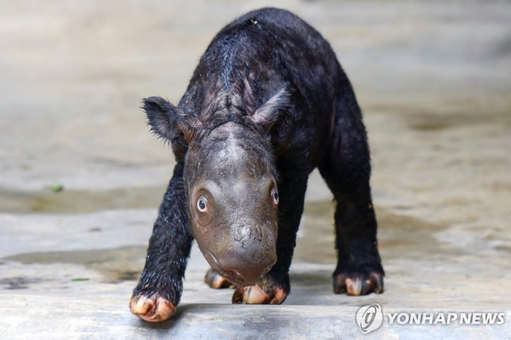 인도네시아 환경산림부가 촬영한 태어난 지 이틀 된 새끼 수마트라 코뿔소 2023.11.26