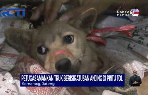 개를 먹는 것은 합법인가 불법인가?