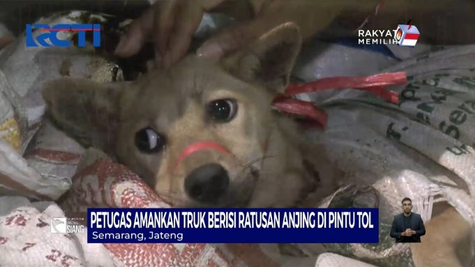 개를 먹는 것은 합법인가 불법인가?