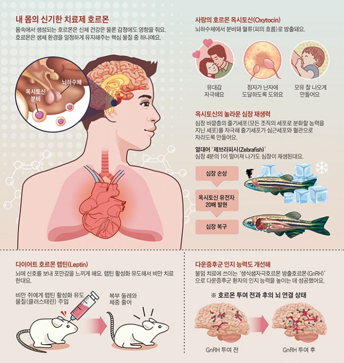 ‘사랑의 호르몬’ 옥시토신, 괴롭힘·패배 기억 형성에도 관여
