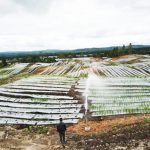 인도네시아 식량 산업화 단지는 실패했나