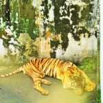 ▲메단 동물원(Kebun Binatang Medan) 호랑이