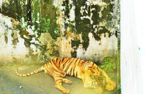 “세계 육지 1.2% 보호구역 지정하면 동물 대멸종 예방 가능”