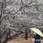 활짝 핀 매화와 봄비