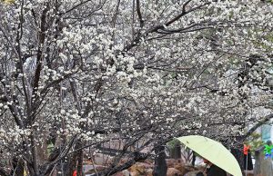 활짝 핀 매화와 봄비