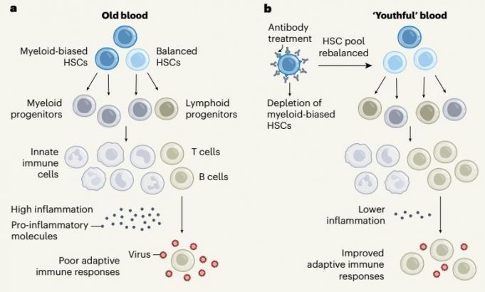 “노화된 생쥐 면역계, 젊은 상태로 되돌리는 데 성공”