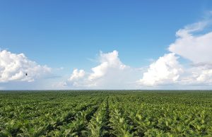 포스코인터 인도네시아 ‘팜사업’ 매출 2천억원 규모로 성장