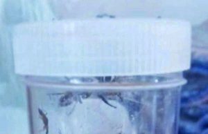 톰캣 예방 방법과 치료 방법