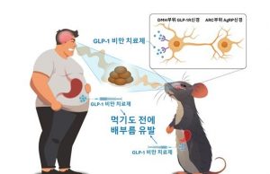 ‘먹기도 전에 배부른’ 비만약 원리 알아냈다