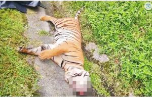 ‘국가 상징’ 말레이호랑이 잇따라 사체로…멸종 우려 확산