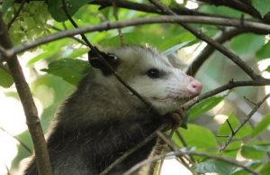 “코로나19 바이러스, 주변 야생동물에 널리 확산…감시 필요”