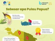 파푸아 산모 사망 비극에 대통령 ‘격노’…4개 병원 감사 착수