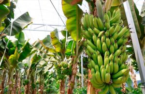 한국, 애플망고·바나나·커피 아열대 과수 재배 박차