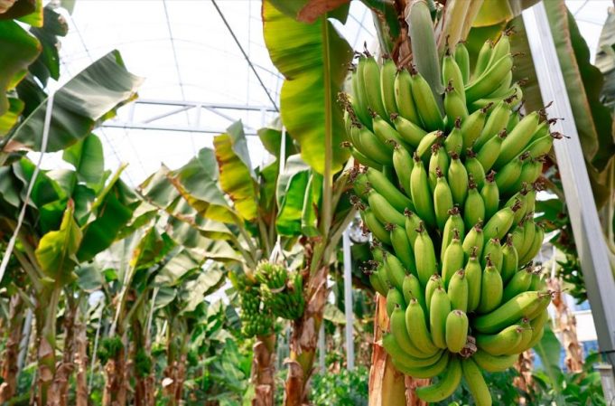 한국, 애플망고·바나나·커피 아열대 과수 재배 박차