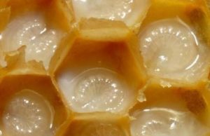 농촌진흥청 로열젤리 ‘피부 주름 개선’ 효과 입증…화장품으로 상품화