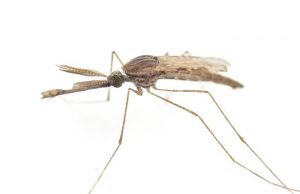 말라리아모기 짝짓기 비밀은… “암컷 날갯소리가 수컷 유인”