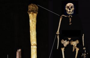 “인니서 역사상 가장 작은 호미닌 화석 발견…성인 키 1m”