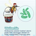 ▲9월부터 서부 자카르타에서 볼바키아(Wolbachia) 박테리아 감염 모기 방사