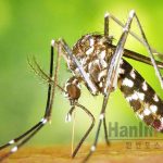 ▲뎅기열 감염 모기