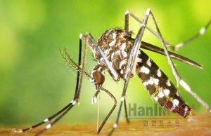 자카르타 주의회 “서부 자카르타 끔방안에서 불임모기 방사”